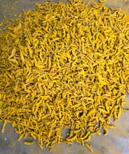 Turmeric Finger