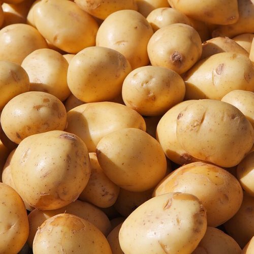 Fresh Potato
