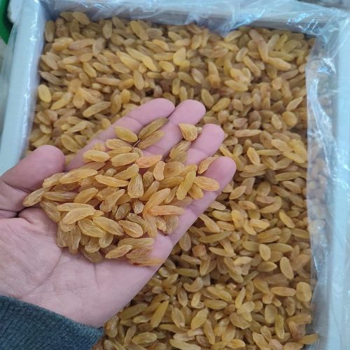 Golden Raisin