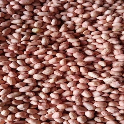 Groundnut Seeds