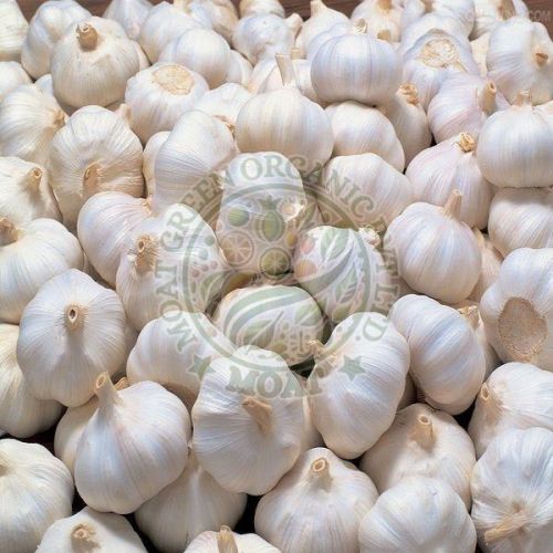 Fresh Indian Garlic