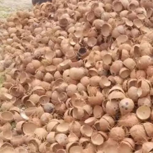 Raw Coconut Shells