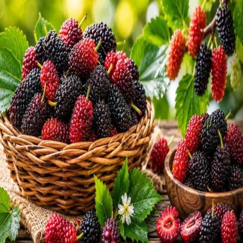 Fresh Mulberry