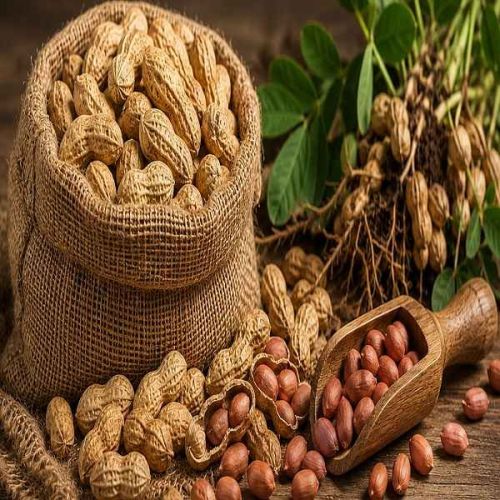 Groundnut Seeds
