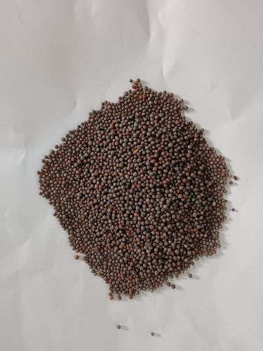Black Mustard Seeds