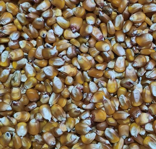 Yellow Corn Maize