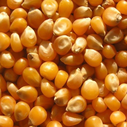 Whole Maize Seeds