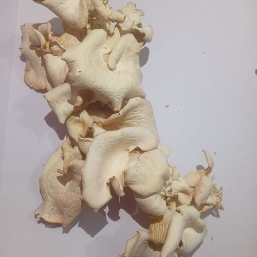 Dry Oyster Mushroom