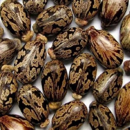 Agricultural Seeds
