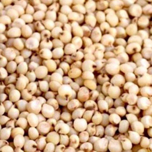 Premium Sorghum