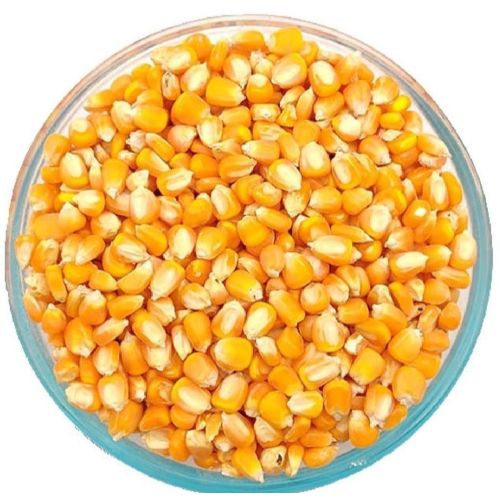 Dried Yellow Corn Seed