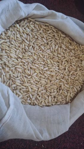 Pinenut Kernels