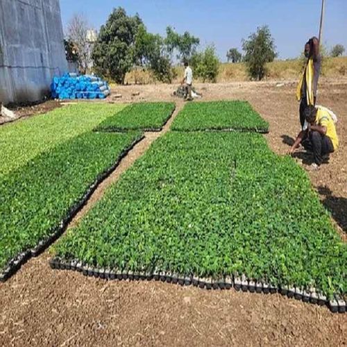 Organic Farming Consultancy Services