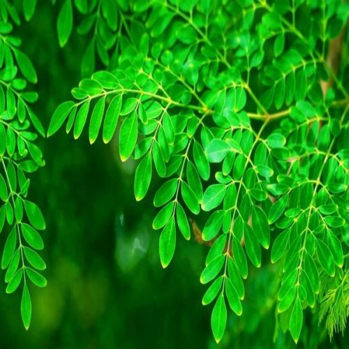 Natural Fresh Moringa Leaves