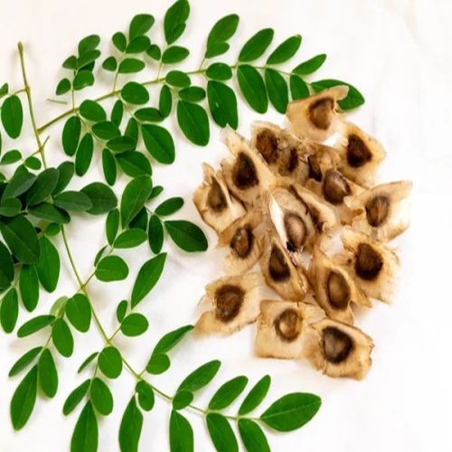Natural Moringa Seeds