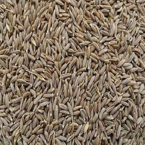 Singapore Quality Cumin Seed