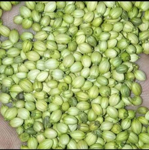 green coriander seed
