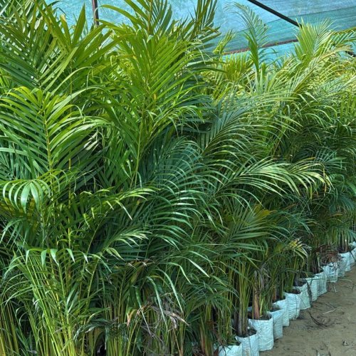 Palm Tree