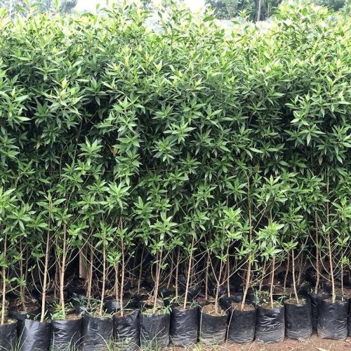 Conocarpus Plant