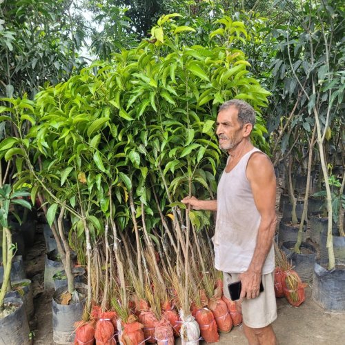 Hybrid Mango Plant