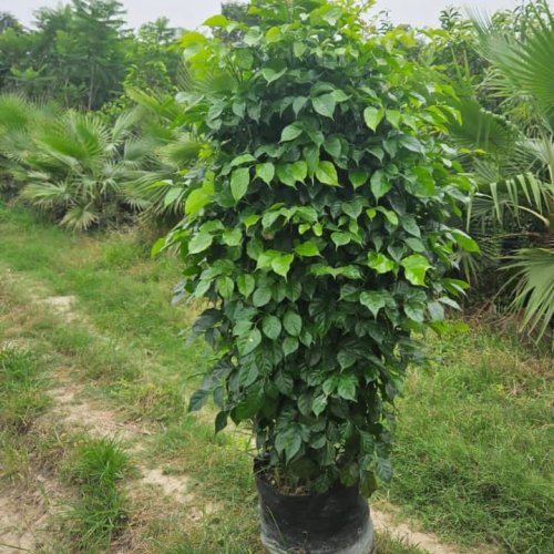 Red Machira Plant