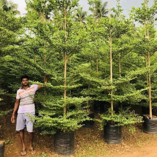 Terminalia Tree