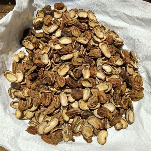 Dried Mango Slices