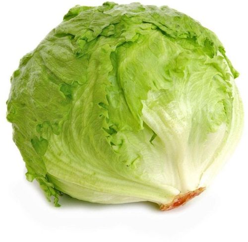 Fresh Lettuce