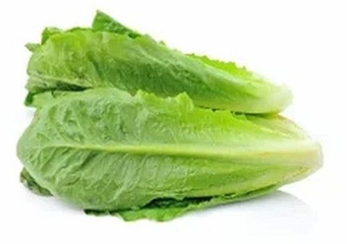 Fresh Romaine Lettuce