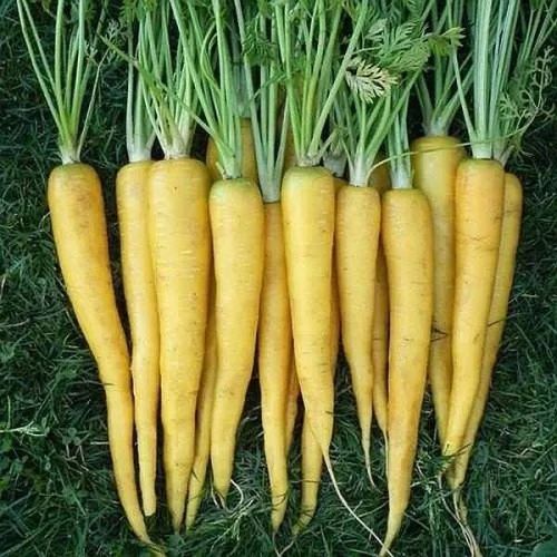 Fresh Yellow Carrot