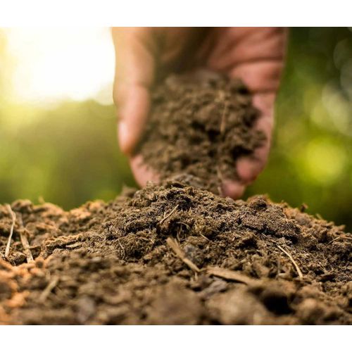 Aged Cow Dung Compost Manure