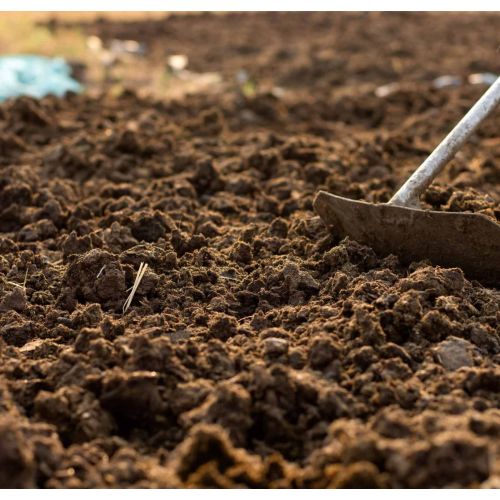 Farm Fresh Cow Dung Manure