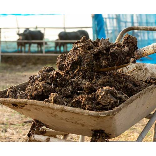 Natural Organic Plant Fertilizer