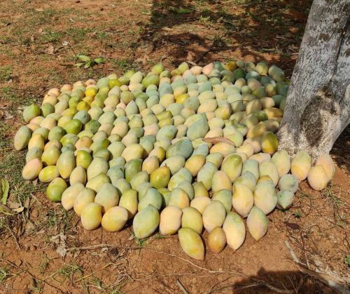 Fresh Totapuri Mango