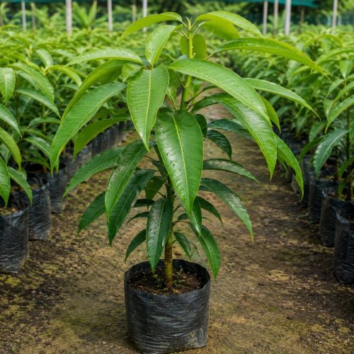 Kesar Mango Plant
