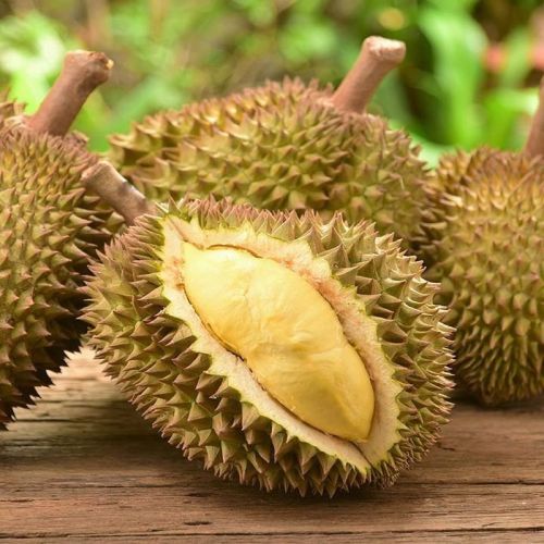 Fresh Durian Fruit