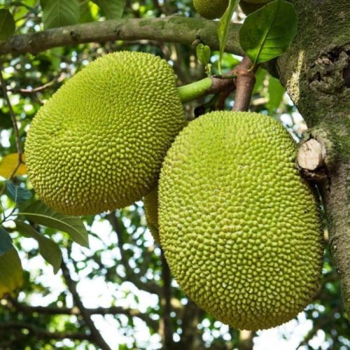 Fresh Jackfruit