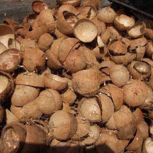 Dry Coconut Shell