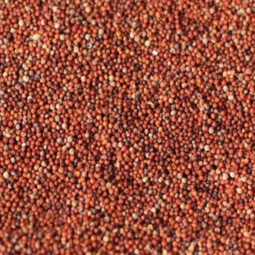Finger Millet Seeds