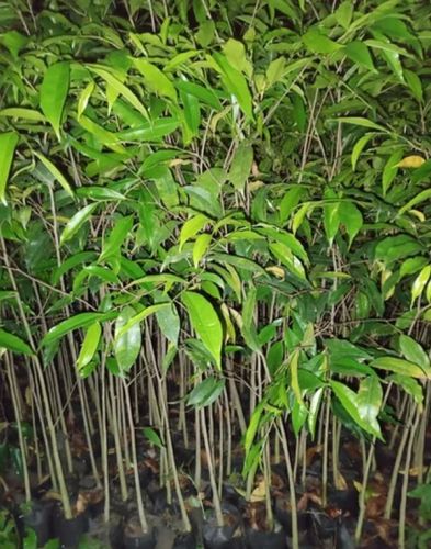 70cm Agarwood Tree Plant