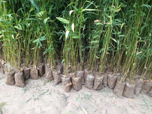 Bamboo Sticks Plant