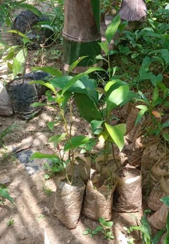 Clove Live Plant