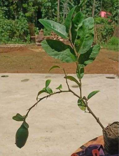 Kagzi Lemon Fruit Plant