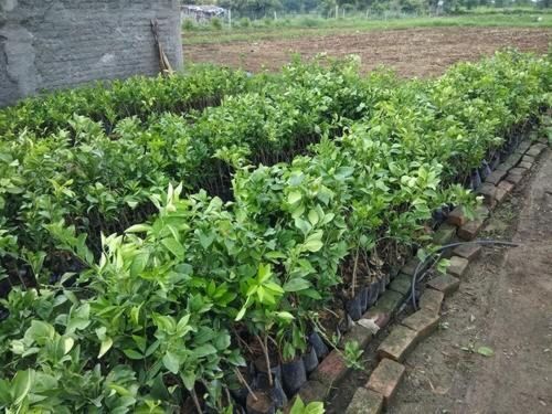 Nagpuri Orange Fruit Plant