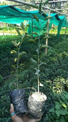 Orange Fruit Plant
