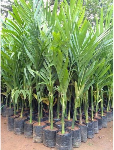 Sagaratali Betel Nut Plant