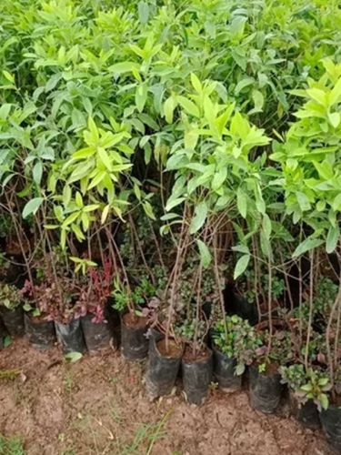 White Sandalwood Plant