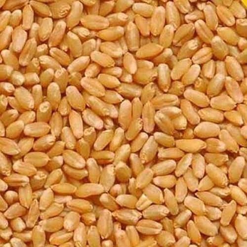 Pure Wheat Grain