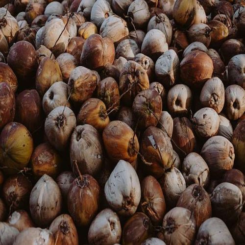 Husked Coconut