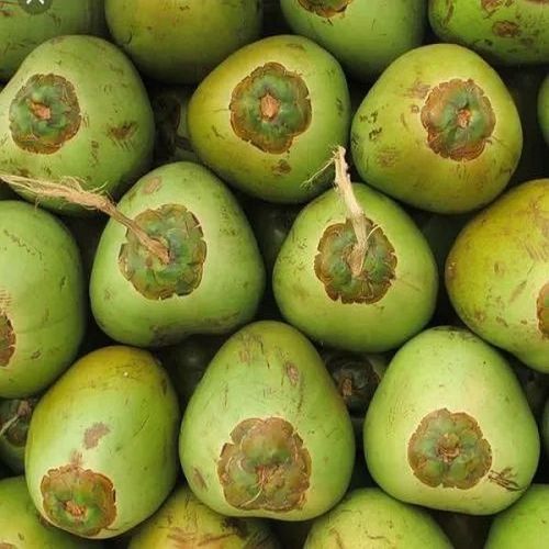 Natural Green Tender Coconut